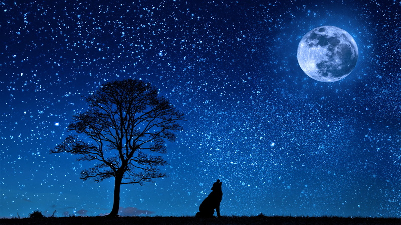 tree, night, silhouette, howling, starry, wolf, moon, stars, sky, 4K, artistic