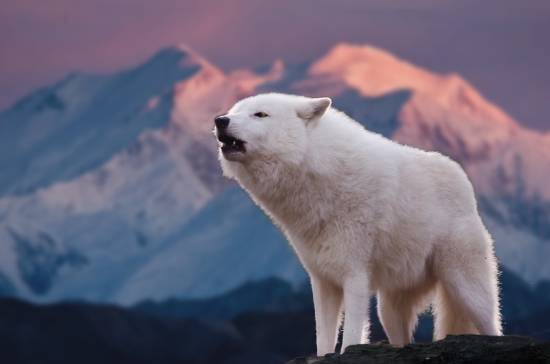 white, frosty, domestic, closuep, snow, howl, rarely, mammal, cold temperature, focus on foreground, wild, carnivores, predator, animals in the wild, animal themes