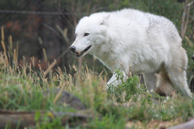 animals in the wild, wolf eyes, animal themes, domestic, wolves, carnivore, canis, eyes, prey, survival, vertebrate, walking, no people, domestic animals