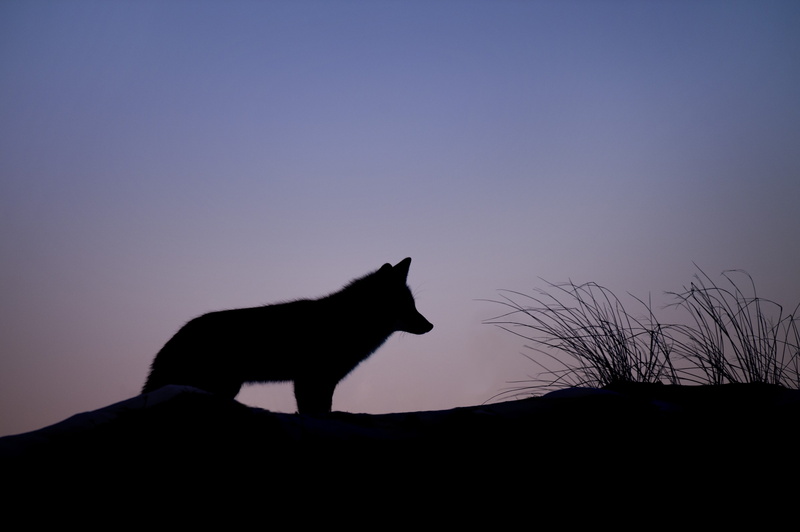 grass, prey, sky, coyote, silhouette, twilight, feline, one animal, low angle view, fox, wolf, animal themes, nature, vertebrate, mammal, hunt, 4K, copy space