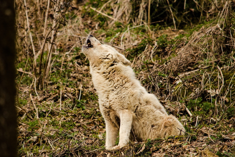 land, vertebrate, carnivore, fur, cat, animals in the wild, day, animal wildlife, howling, domestic, wolf, wildlife, no people, animal themes, whisker