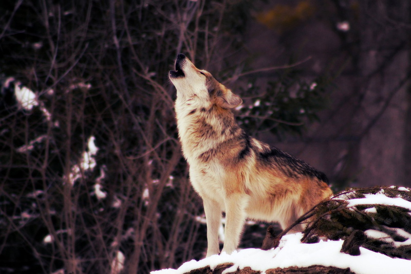 1080P, Wildlife, Snow, predator (Animal), Animal, Wolf, Howling