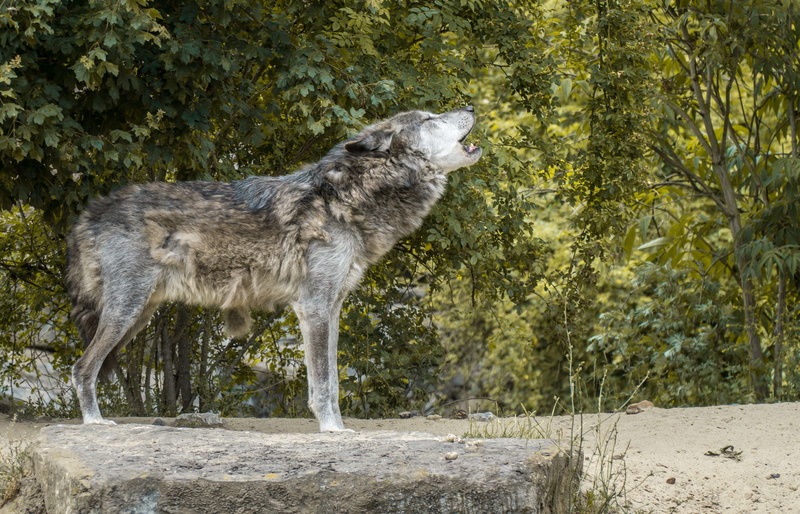 land, plant, wolf howling, nature, side view, Wolf, one animal, vertebrate, animal, standing, animal wildlife, no people, forest, 4K, animals in the wild