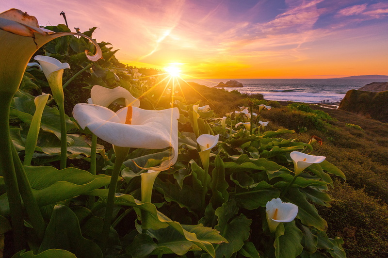 white, daytime, nature, california, calla, outdoors, 1080P, Sunset, sutro  baths, lily flowers, summer, calla lily, landscape, lily, Lilies, bloom, in bloom