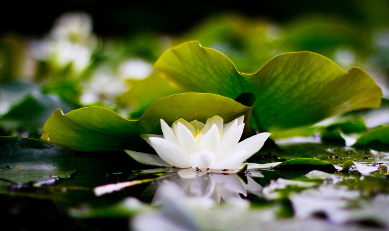 white, mazare alexandru, lotus, water lily, white lotus, lily, nature, 3d and abstract, flower, flowers, beautiful, 2K