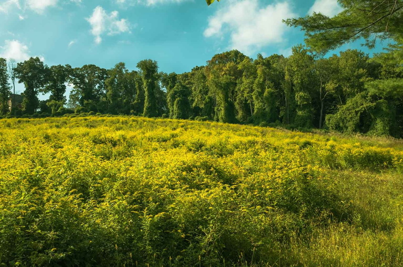 Monmouth county, Field of Goldenrod, 720P, Navesink, goldenrod, hillside