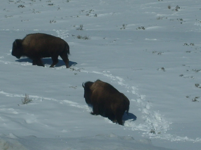 lamar valley, snow, yellowstone, bison, animals, climbing, snowy, 1080P, hillside