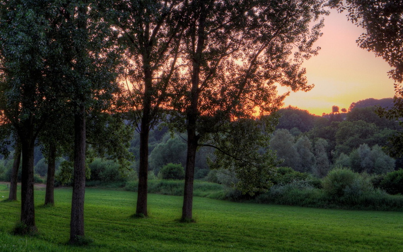 nature, hillside, colors, 2K, mystic, 3d and abstract, tree, sunsets, riverside, beautiful, trees, black, brush, line, forest