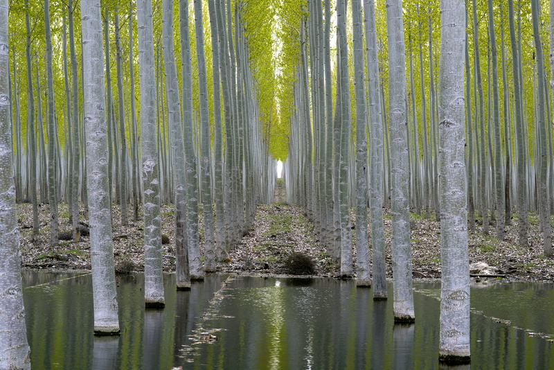 trunks, lake, 5K, oregon, paper, Tree Farm, tree  farm, leaf, forest, gray tree, tree trunks, photography, poplar, gray, boardman, water, tree, nature
