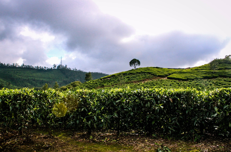sky, rural scene, no people, india, scenics - nature, beauty in nature, munnar hills, tranquility, agriculture, environment, tea crop, field, tree, growth