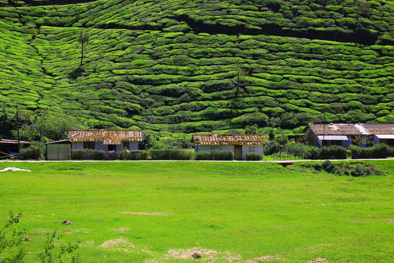 architecture, kerala, no people, tea, land, green color, 5K, tree, landscape, hills, plantation, agriculture, lush foliage, plant, day, green, nature