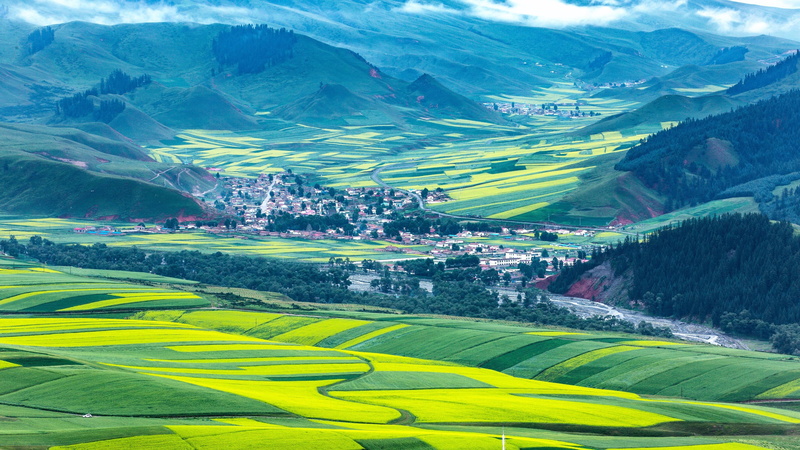 china, rape flowers, rape, qilian mountains, mountain, 4K, summer, rape field, hills, asia, field, july, qinghai