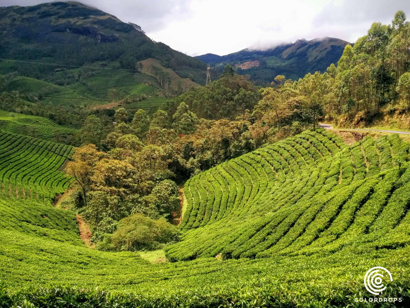mountain, niyas, tranquil scene, beauty in nature, plant, outdoors, tea crop, rural scene, agriculture, 2K, tranquility, kerala, growth, crop, land, landscape