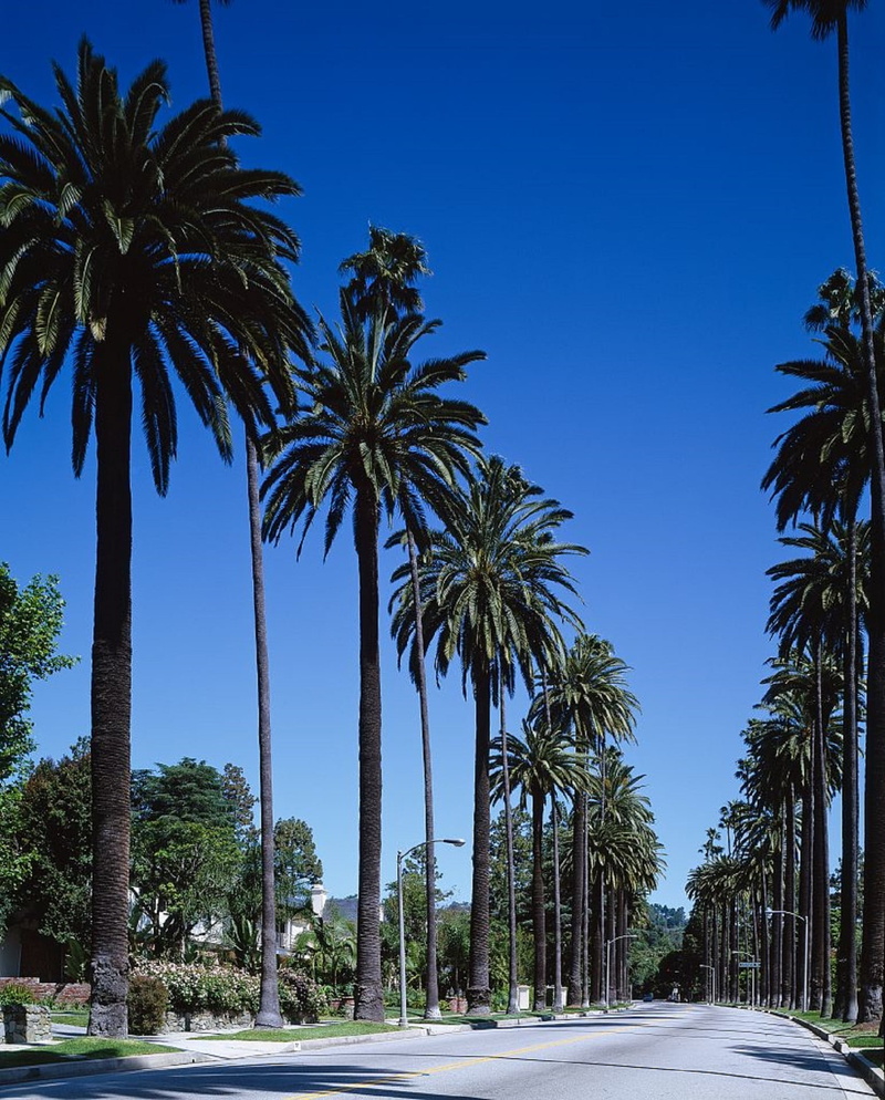 beauty in nature, nature, diminishing perspective, palm trees, no people, 1080P, california, landmark, street, tropical, tree trunk, usa, city, tropical tree