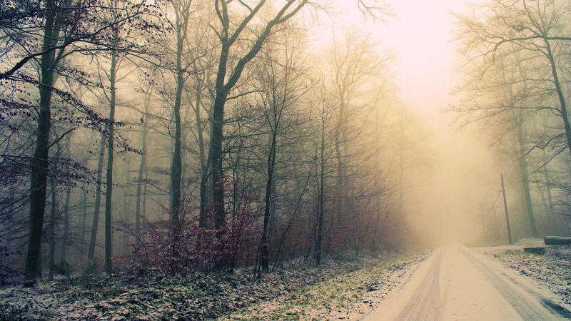 road, misty, forest, fog, direction, nature, cold temperature, tree trunk, scenics - nature, outdoors, winter, change, snow, woodland, transportation, land