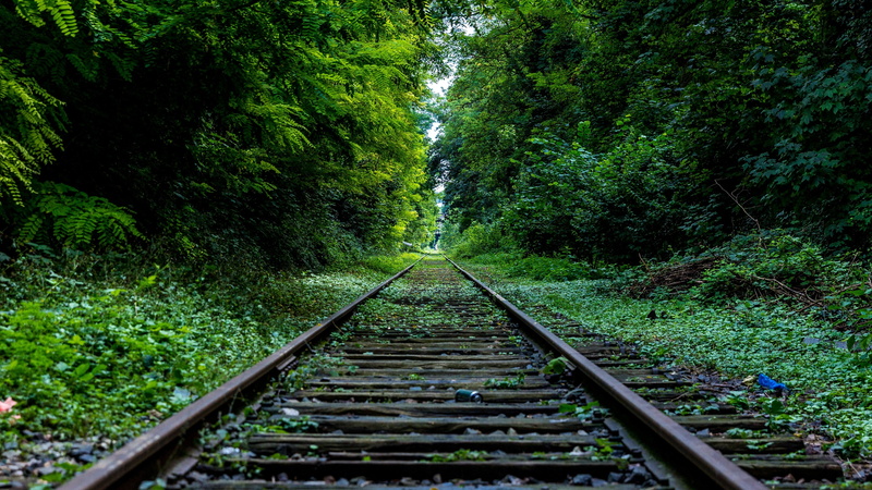 forest, green, railroad, track, tree, 4K, tra, nature, railway, path, grass