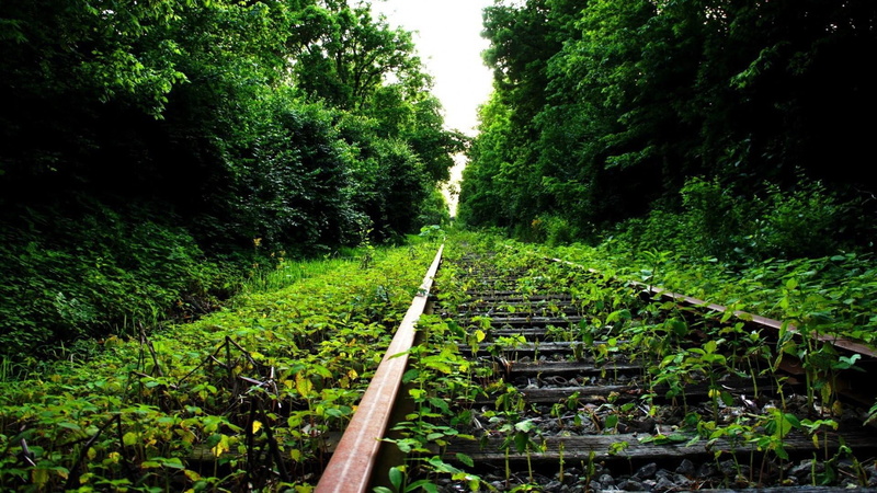direction, foliage, railway, forest, railroad, plant, track, transportation, long, green, leaf, diminishing perspective, tree, the way forward, outdoors