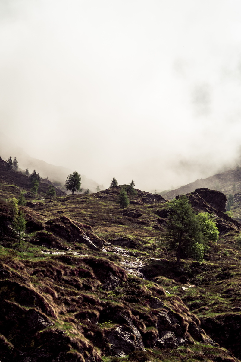 covered, hillside, land, bush, plant, landscape, sky, no people, foggy mountain, vertical, nature, nature, mountain, foggy