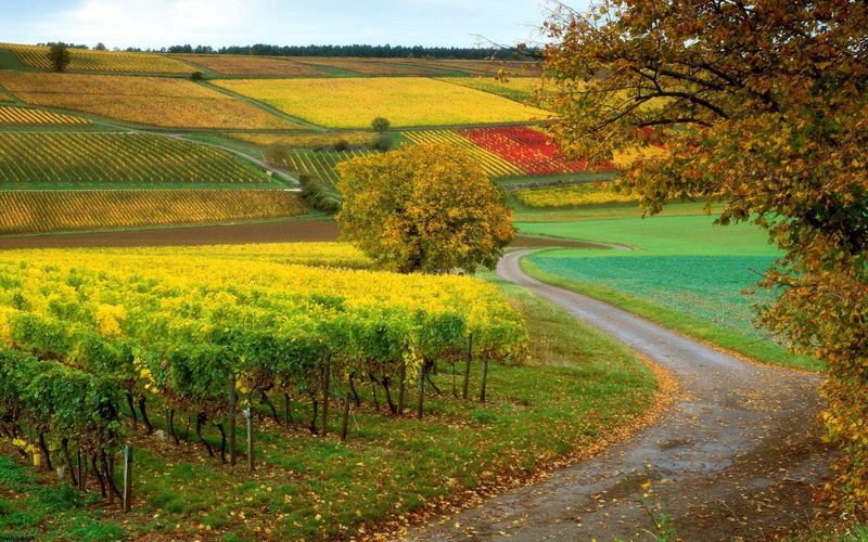 1080P, tree, field, hill, leaf, vineyard, hillside, nature, green, autumn, grape, 1920x1200