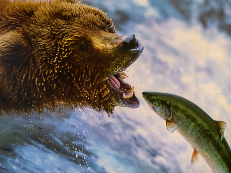 fish, 4K, animals hunting, water fall, one animal, animal body part, food, close-up, hunting, mouth, animal themes, salmon, hungry, salmon run, waterfall