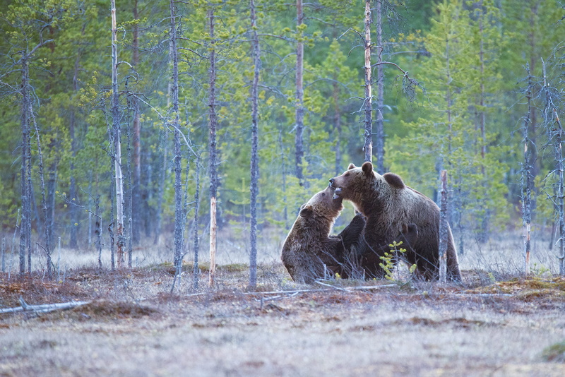 woodland, plant, finland, brown, animals in the wild, group of animals, animal family, animal themes, forest, land, day, bears, playing, animal wildlife