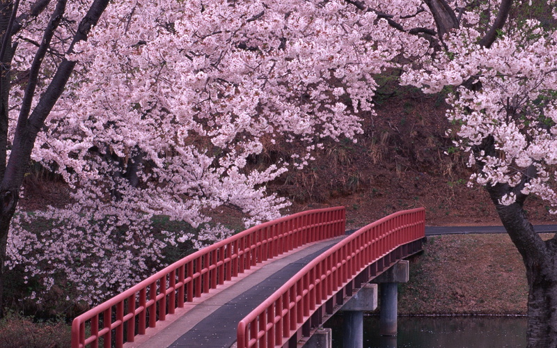 flowers, 2K, cherry, hd, bridge, trees, blossom, nature