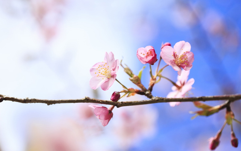 Blossoms, Cherry, Spring, close, Blurred, 1080P, Background