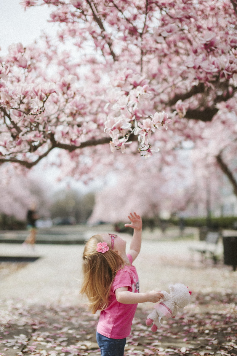 springtime, plant, outdoors, flowering tree, little girl, cherry bloom, pink color, cherry tree, cherry, pink, real people, lifestyles, flowering, nature