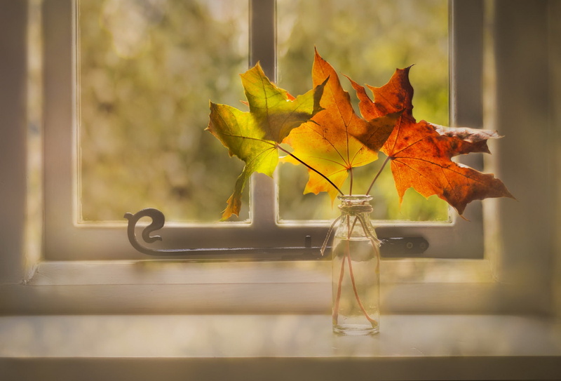 no people, nature, plant, still life, outdoors, orange color, autumn, focus on foreground, maple leaf, 1080P, close-up, window, vulnerability, beauty in nature