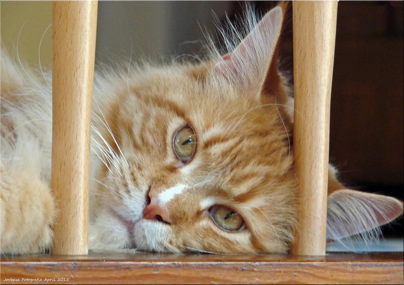 Maine Coon, domestic Cat, cat, attentive, Beobachter, orange, pet, observer, animal, Wetterau, orange tabby, Katze, cute, fur, domestic Animals, mammal