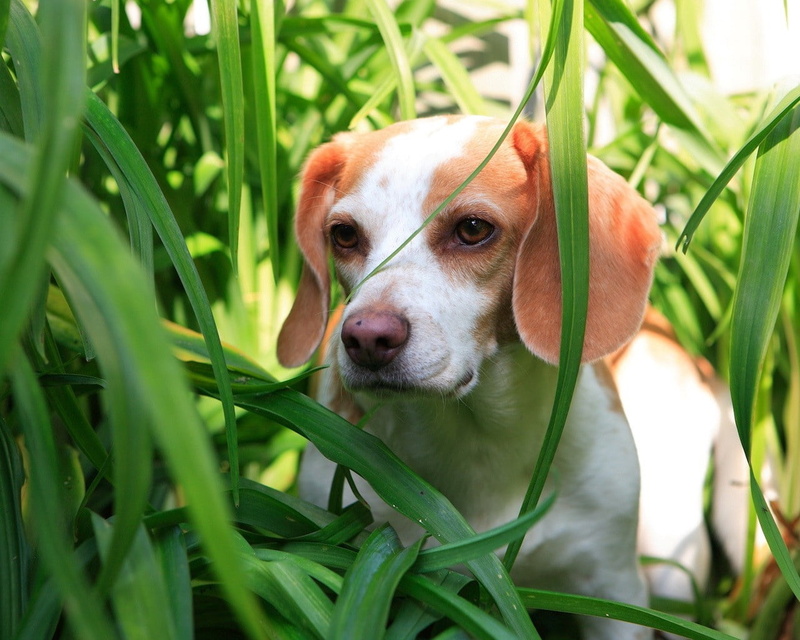 portrait, animal, mammal, no people, pets, puppy, domestic animals, plant part, domestic, white, vertebrate, grass, growth, blade of grass, observation