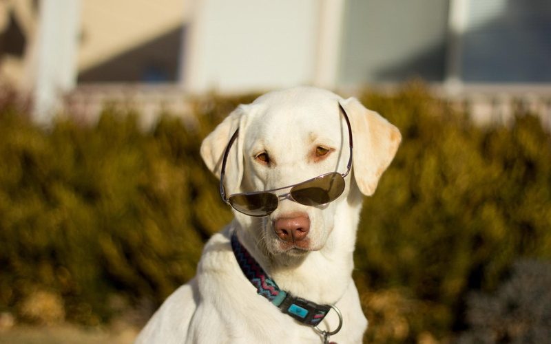 sunglasses, dark, 1080P, dog, animals, observer, the dog