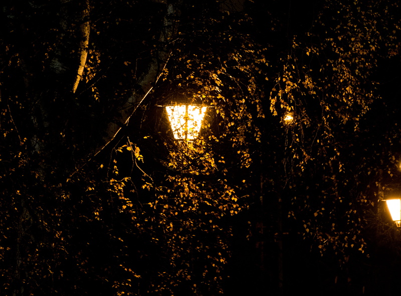 tree trunk, growth, no people, low angle view, beauty in nature, lamp, nature, branch, close-up, nordic, lighting equipment, forest, trees, city, faculty of natural science and mathematics