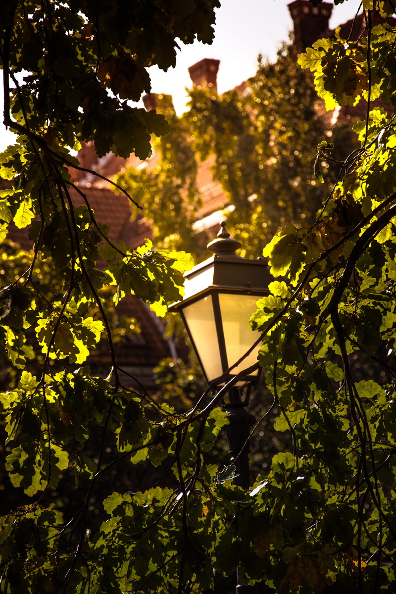 nature, no people, old, vintage, lithuania, leaf, focus on foreground, building, outdoors, city, warm, tree, lamp, leaves, autumn, lighting equipment, nordic