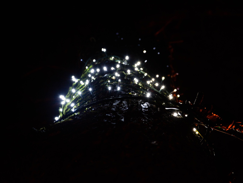 nordic, dark, winter, lights, trees, night, illuminated, building exterior, sky, christmas, outdoors, architecture, nature, lithuania, christmas lights