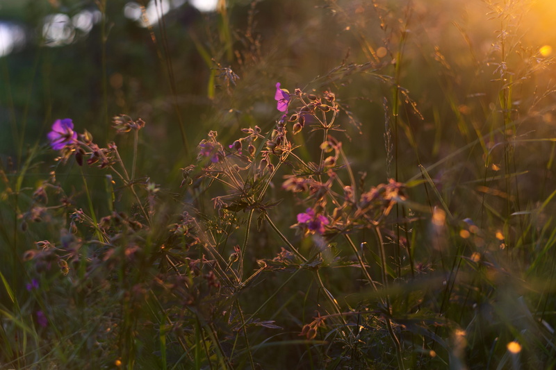 sunshine, floral, plant, flowering plant, north, pink color, sunset, flower head, no people, selective focus, nature, flower, beauty in nature, nordic