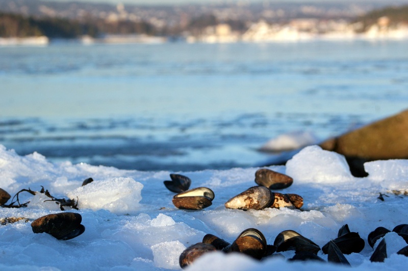 countryside, land, ice, frost, nordic, stones, beauty in nature, shell, shells, covered, idyllic, beach, texture, river, winter background, no people, scenery