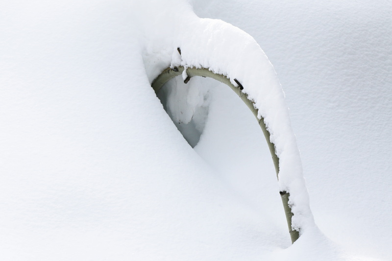 icicle, one animal, blizzard, pressure, strong, bending, united states, day, clean, tree, covering, weight, copy space, heavy, cold temperature, solitude