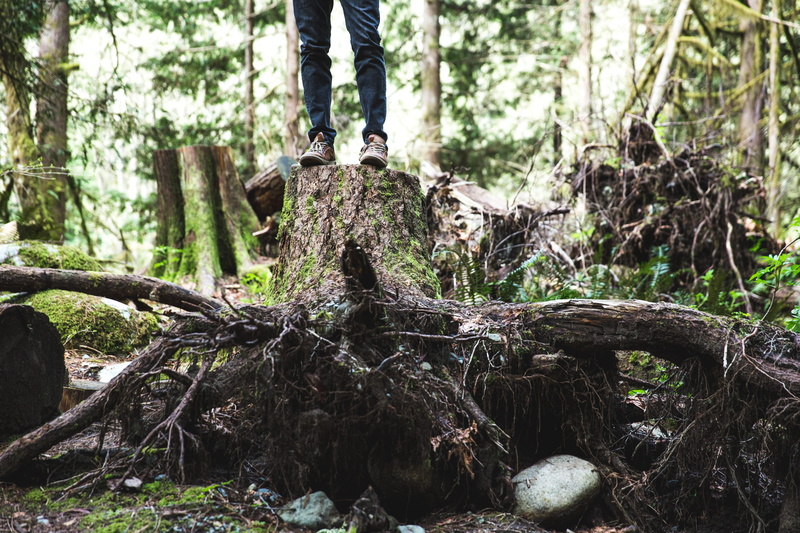 woodland, leg, wood, land, timber, deforestation, casual, low section, human foot, trunk, roots of trees, countryside, environment, vegetation, woods, log