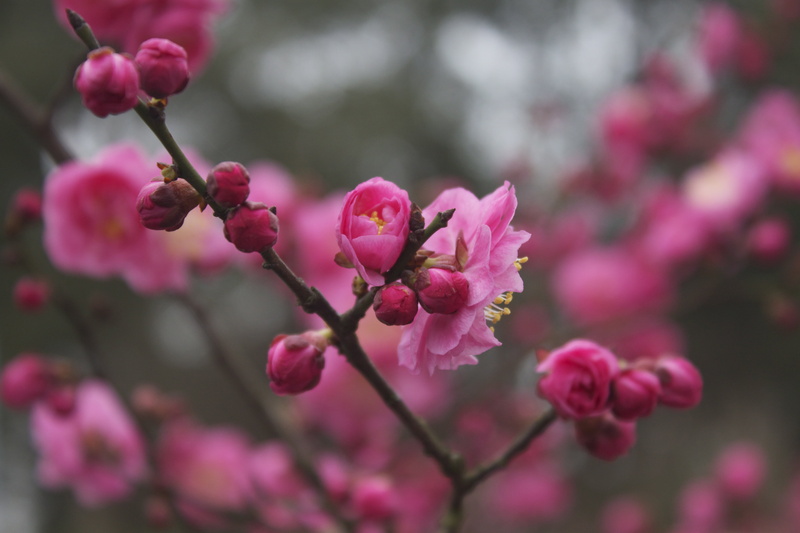 Beyond, Prof, plants, 4K, Plum blossom, Week, Vere, Barcode, nature, Chongqing, plum, plant, pink Color, Spring  festival, DNA barcoding, exhibition, projects