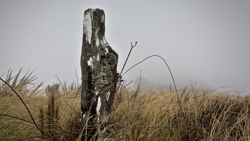 no people, farmland, 5K, growth, cloudy, day, low visibility, silverpeaks road, deteriorating, windy, grazing, pulpit rock, landscape, grass, flax, otago