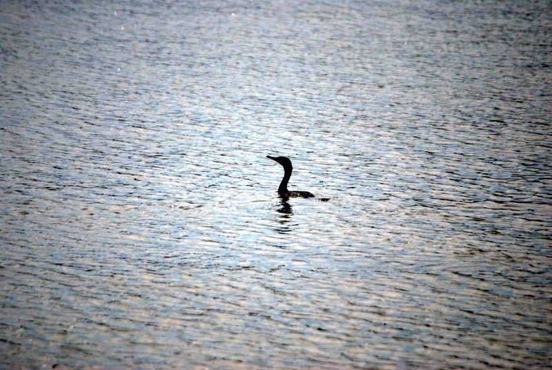 floats, alone, bird, floating, vertebrate, selective focus, rippled, small, 4K, beauty in nature, lake, waterfront, animal wildlife, evening, dark, head