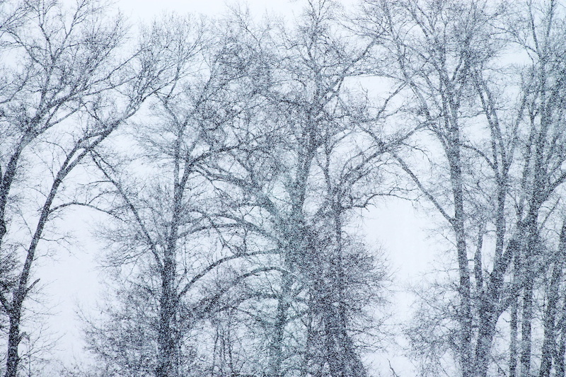 beauty in nature, flake, snow flakes, storm, 1080P, conditions, sky, cold, tranquility, day, snowstorm, visibility, plant, white, tree canopy, tree, bare tree
