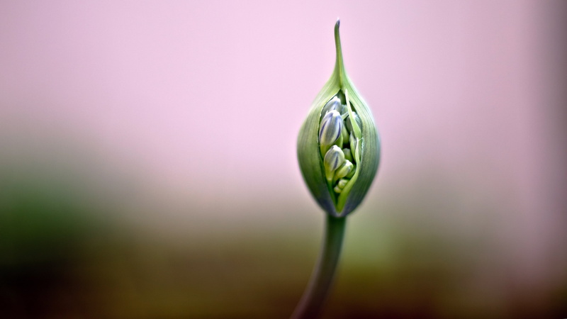 photography, imagen, nature, opening, close-up, capullo, flor, flower  bud, foto, photo, green leaf, fotografia, pic, photographer, Outbreak, Spring, leaf