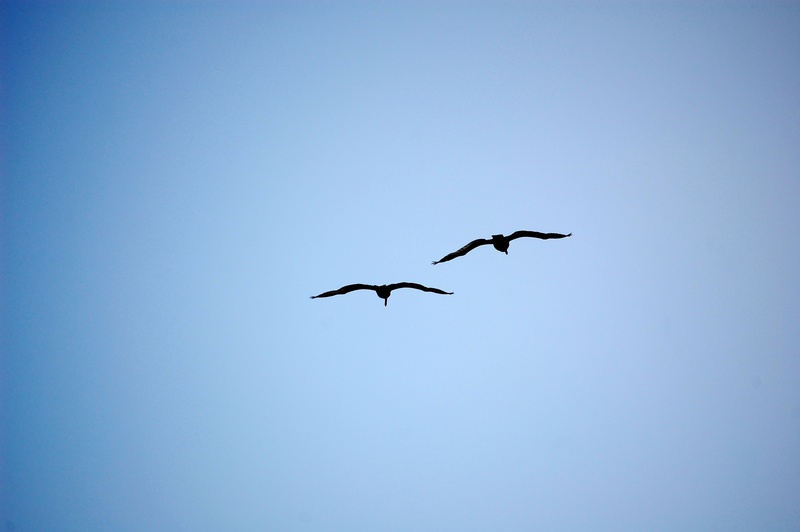 nature, black, dom, birds flying, low angle view, animal wildlife, no people, 2K, animal, vertebrate, copy space, pair, clear sky, seabird, wings, birds