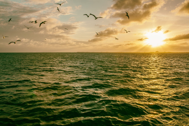 sky, dusk, sun, ocean, animal themes, cloudscape, outdoors, wave, horizon Over Water, vertebrate, scenics, flying, scenics - nature, flock of birds, nature