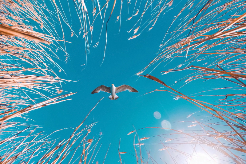 peaceful, animals, plant, outdoors, calm, 4K, animal themes, nature, animal wildlife, seagull, no people, animals in the wild, marine, sky, birds, bird