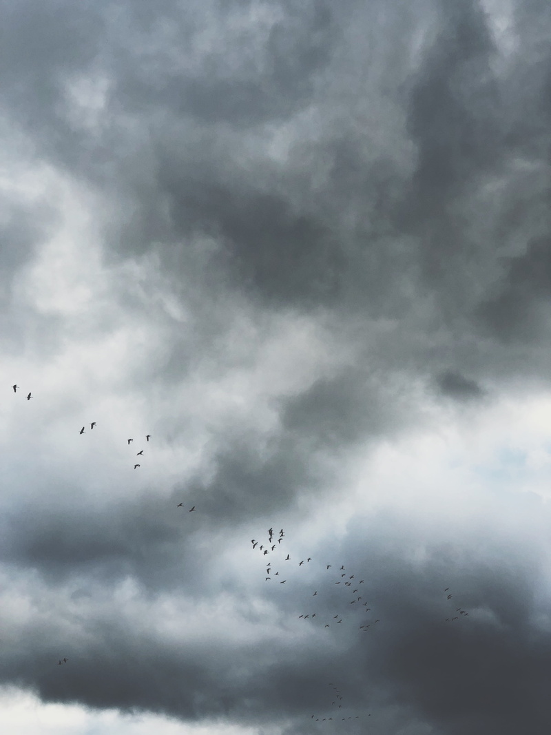 4K, phone, clouds, dark, animal, vertebrate, large group of animals, low angle view, bird, cloud - sky, day, wilderness, group of animals, sandhill crane