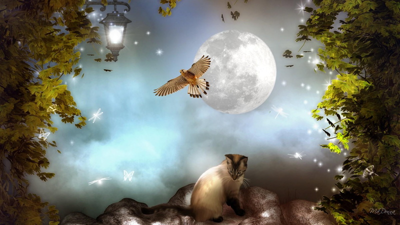 light, moon, firefox persona, full, full moon, bird, hawk, trees, bird of prey, siamese, 1080P, lanterns, stars