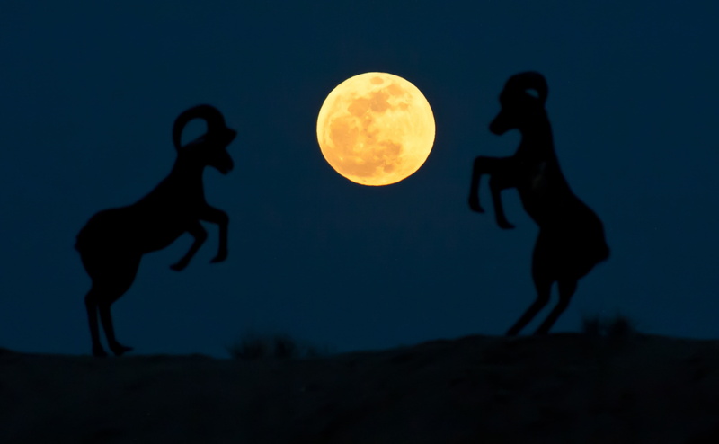 Space, sky, two people, Animals, moonlight, unrecognizable person, ram, Borrego Springs, Moon, full length, sheep, nature, Silhouette, land, supermoon